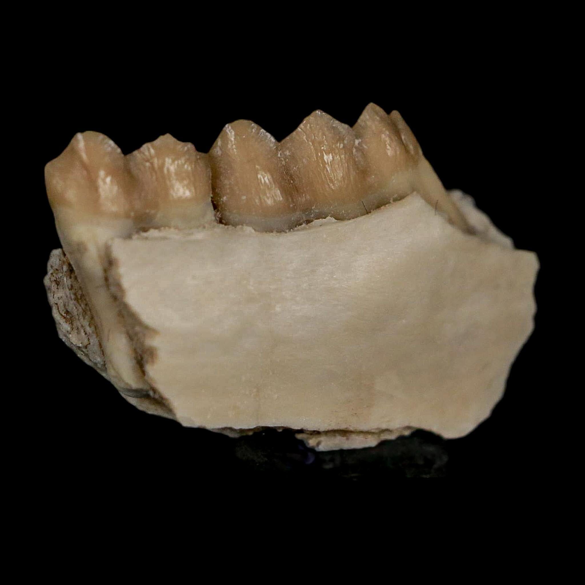 0.8" Leptomeryx Evansi Oligocene Age Fossil Deer Jaw Teeth Wyoming Display COA - Fossil Age Minerals