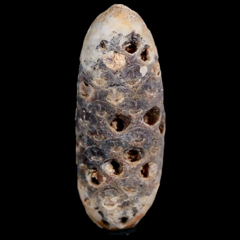 1.9" Fossil Pine Cone Equicalastrobus Replaced By Agate Eocene Age Seeds Fruit - Fossil Age Minerals