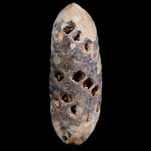 1.9" Fossil Pine Cone Equicalastrobus Replaced By Agate Eocene Age Seeds Fruit - Fossil Age Minerals