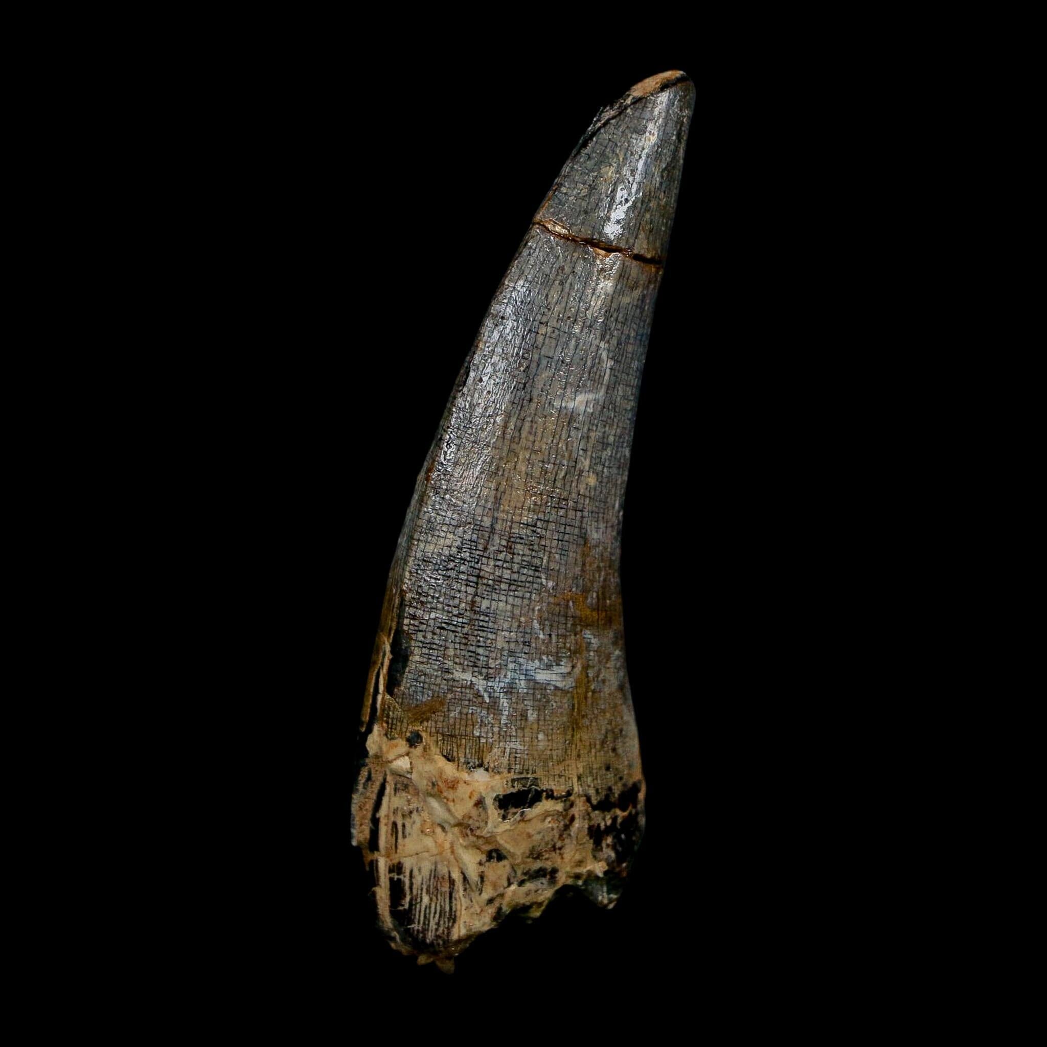 2.3" Suchomimus Fossil Tooth Cretaceous Spinosaurid Dinosaur Elraz FM Niger COA