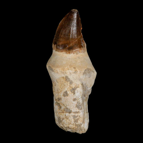 XL 4.3" Mosasaur Prognathodon Fossil Tooth Rooted Cretaceous Dinosaur Era COA - Fossil Age Minerals