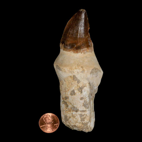 XL 4.3" Mosasaur Prognathodon Fossil Tooth Rooted Cretaceous Dinosaur Era COA - Fossil Age Minerals