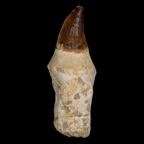 XL 4.3" Mosasaur Prognathodon Fossil Tooth Rooted Cretaceous Dinosaur Era COA - Fossil Age Minerals