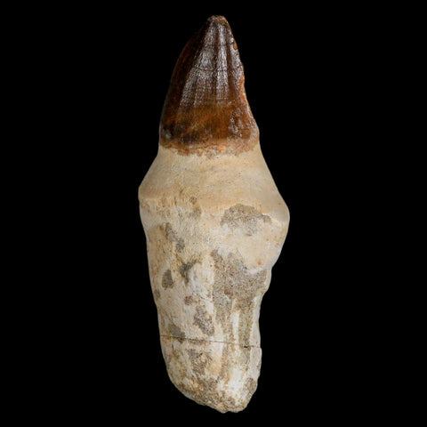 XL 4.3" Mosasaur Prognathodon Fossil Tooth Rooted Cretaceous Dinosaur Era COA - Fossil Age Minerals