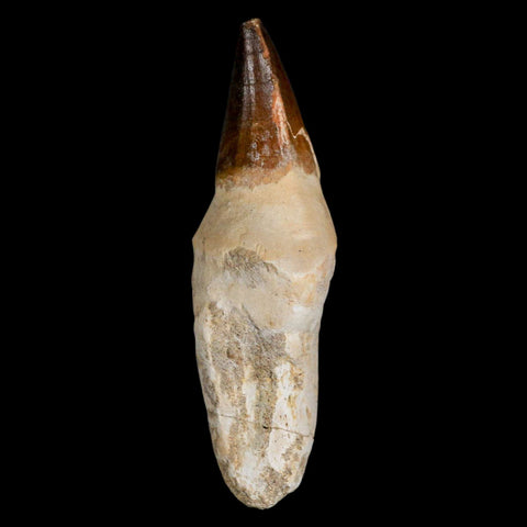 XL 4.3" Mosasaur Prognathodon Fossil Tooth Rooted Cretaceous Dinosaur Era COA - Fossil Age Minerals