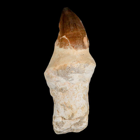 XL 4.3" Mosasaur Prognathodon Fossil Tooth Rooted Cretaceous Dinosaur Era COA - Fossil Age Minerals