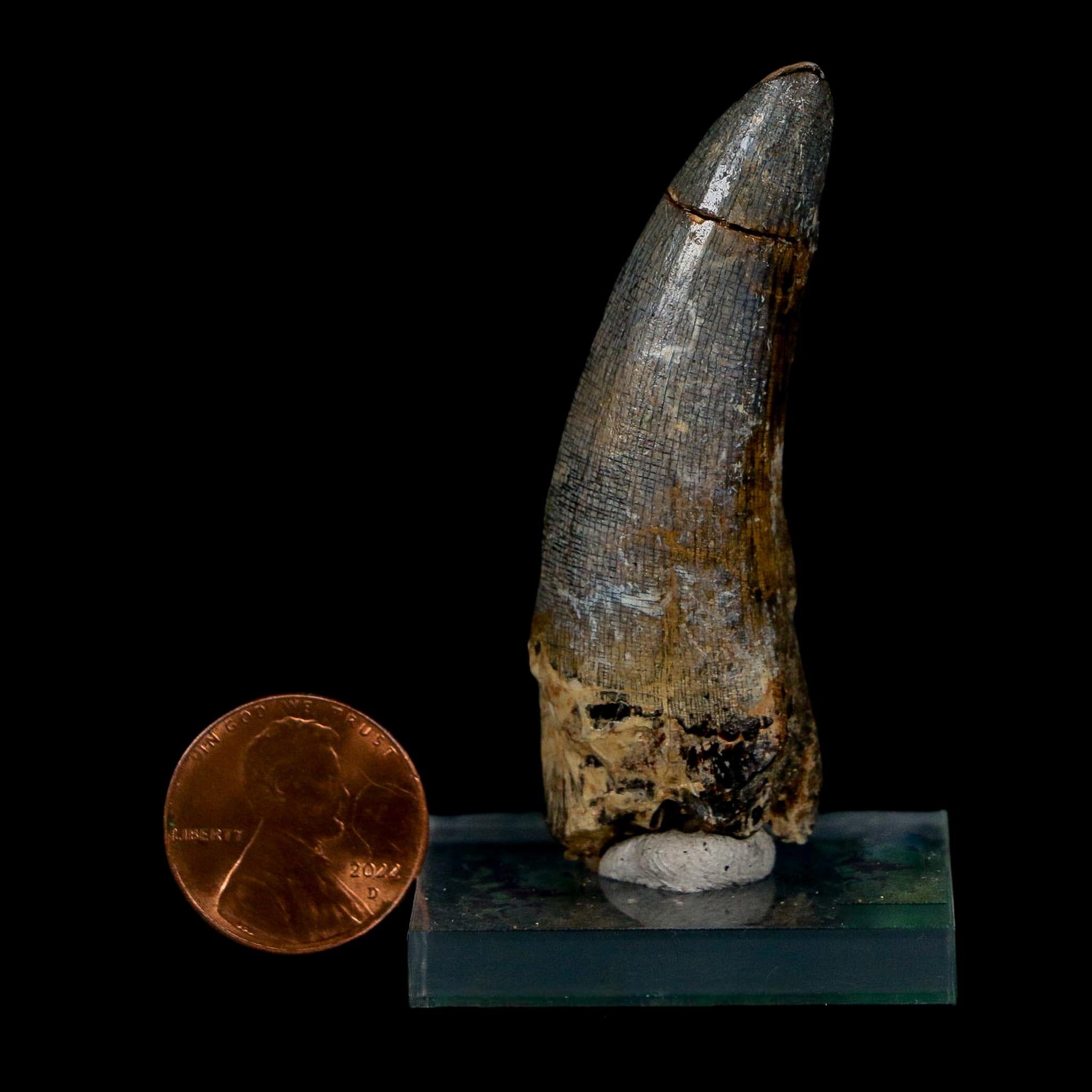 2.3" Suchomimus Fossil Tooth Cretaceous Spinosaurid Dinosaur Elraz FM Niger COA