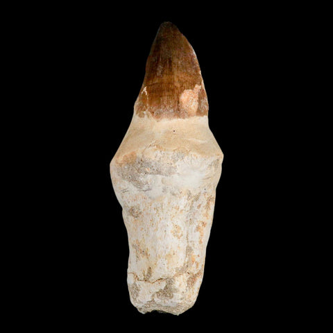 XL 4.3" Mosasaur Prognathodon Fossil Tooth Rooted Cretaceous Dinosaur Era COA - Fossil Age Minerals