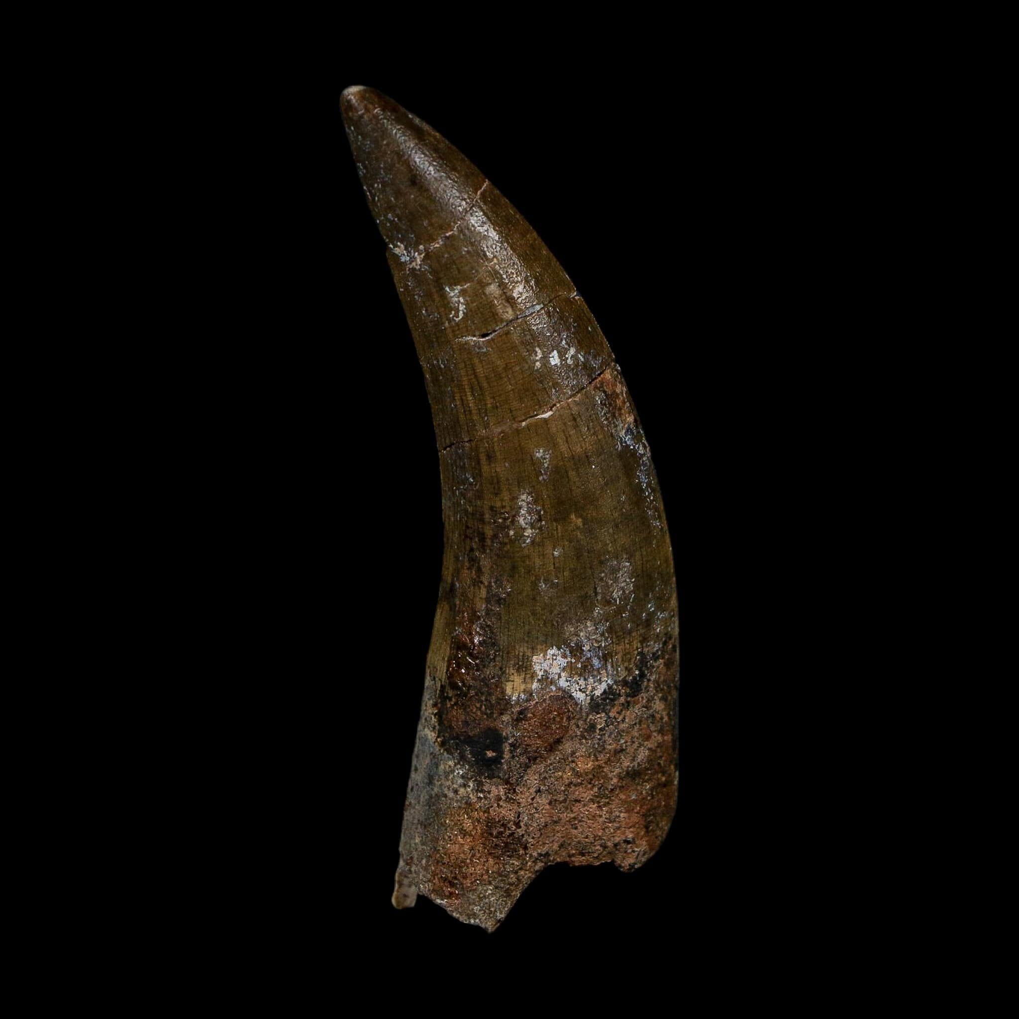 2.6" Suchomimus Fossil Tooth Cretaceous Spinosaurid Dinosaur Elraz FM Niger COA