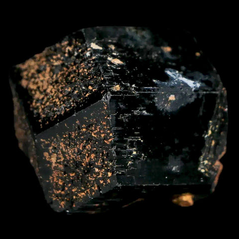 1.1" Natural Rough Schorl Black Tourmaline Mineral Erongo Mountains, Namibia - Fossil Age Minerals