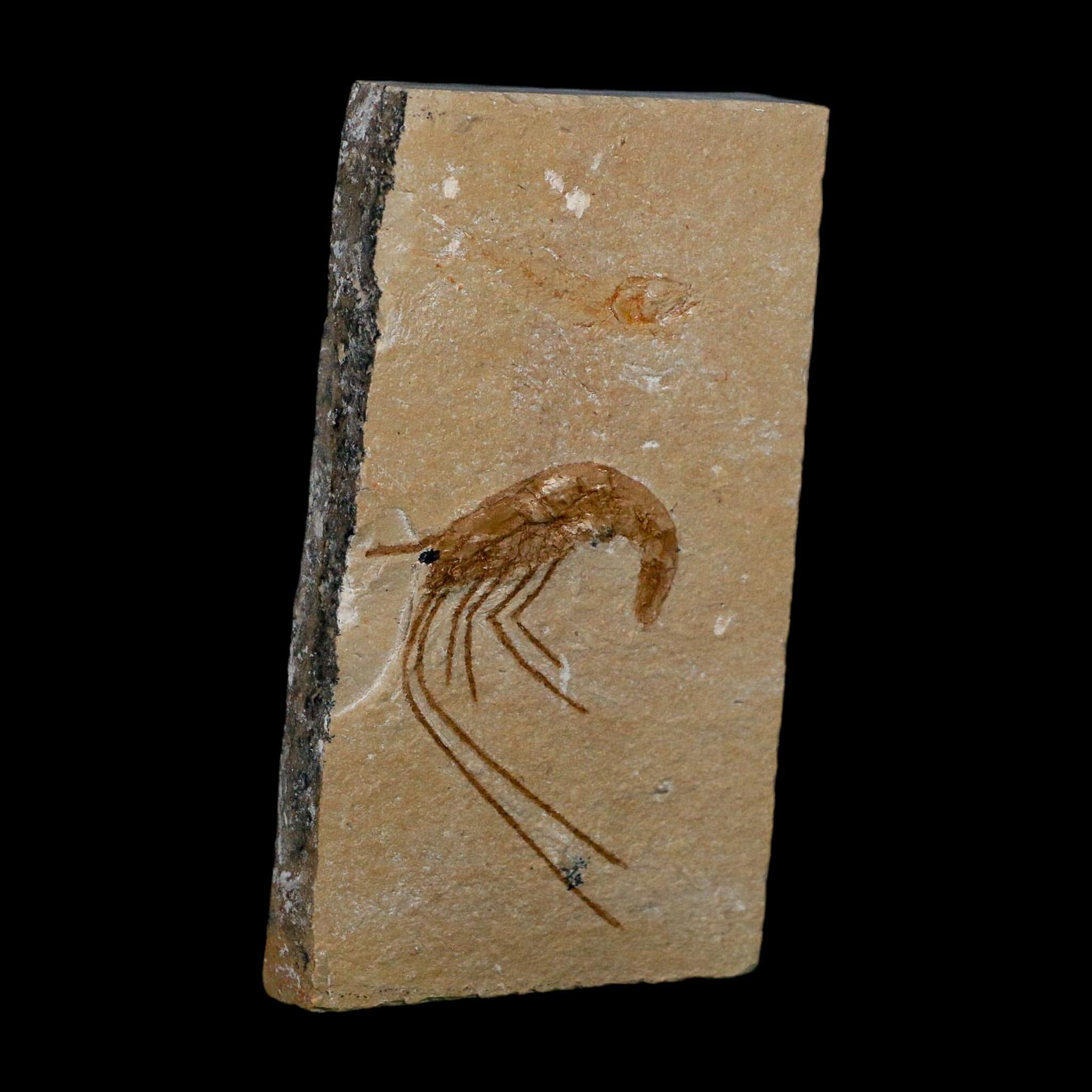 1.7" Fossil Shrimp Carpopenaeus Cretaceous Age 100 Mil Yrs Old Lebanon COA - Fossil Age Minerals