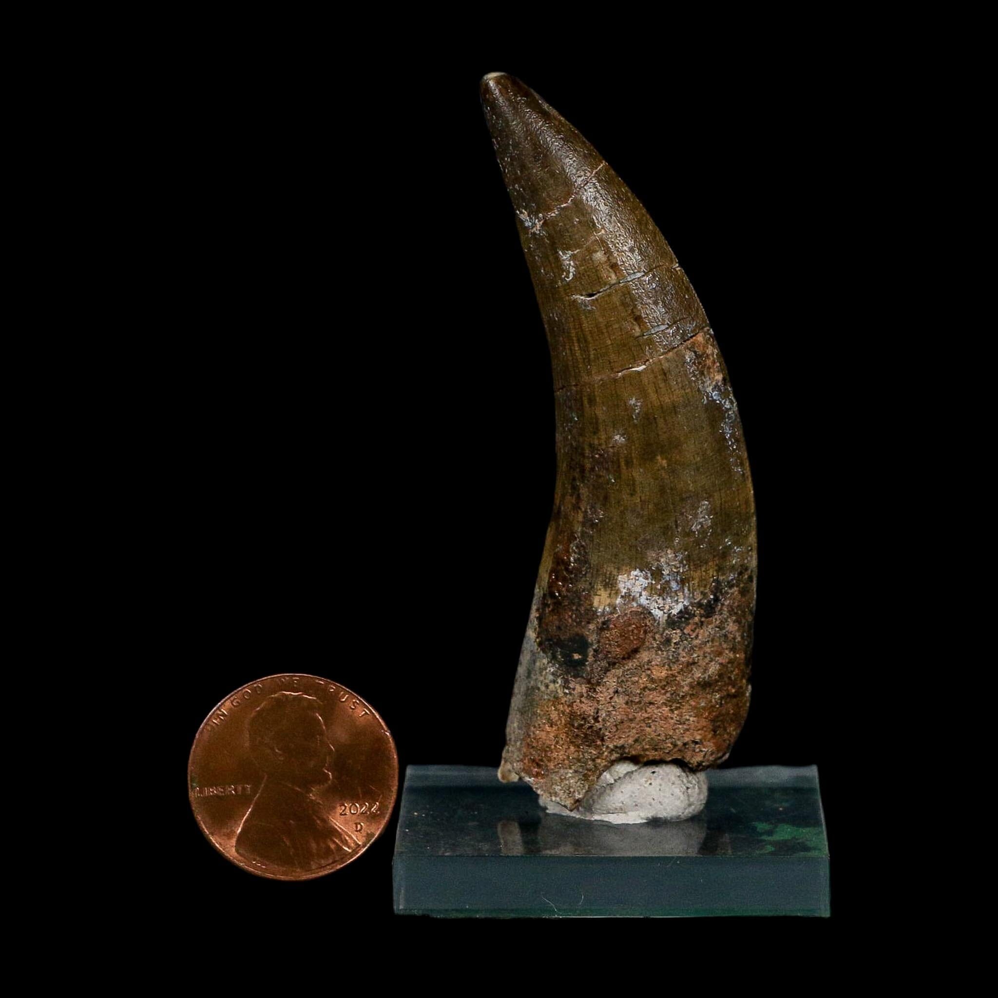 2.6" Suchomimus Fossil Tooth Cretaceous Spinosaurid Dinosaur Elraz FM Niger COA