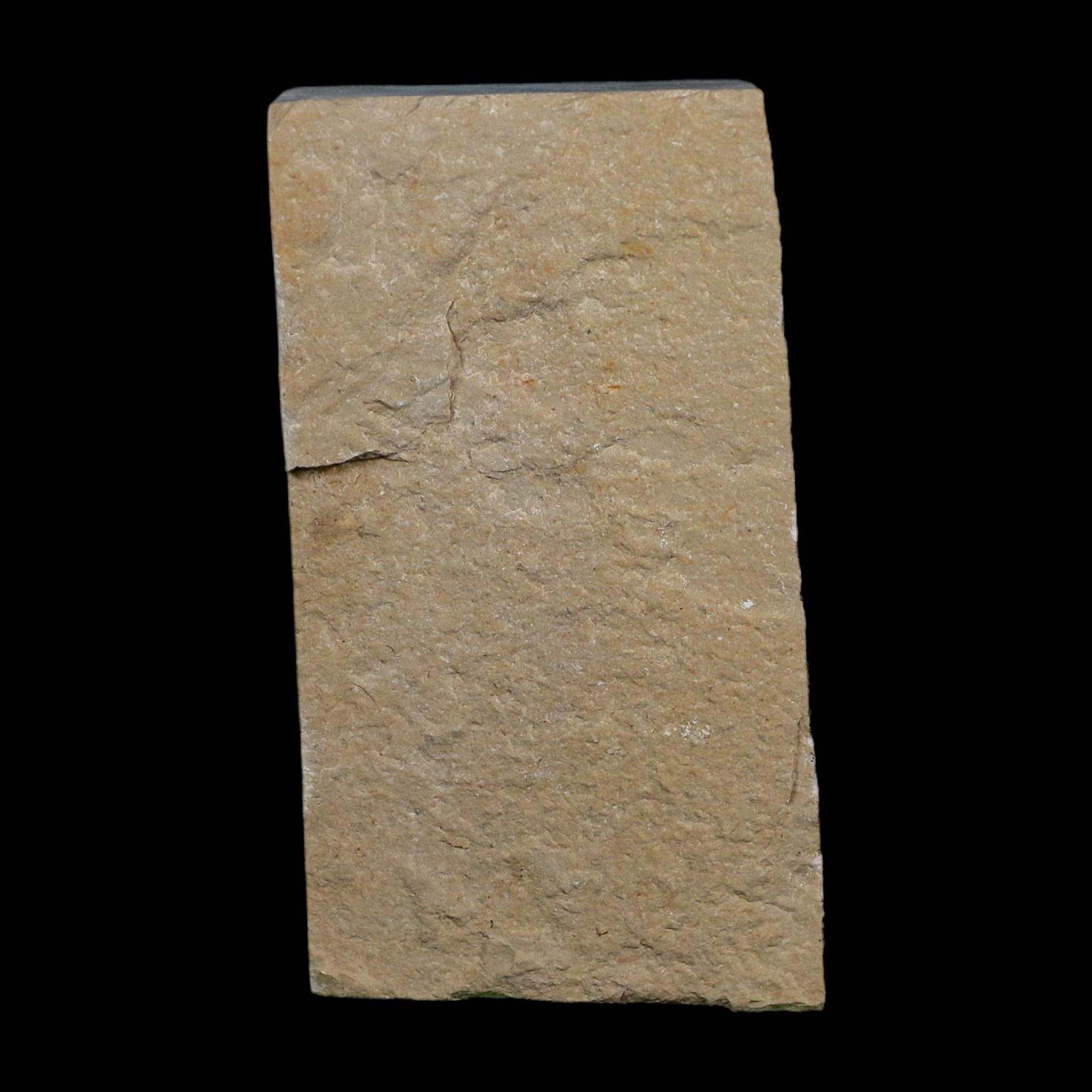 1.7" Fossil Shrimp Carpopenaeus Cretaceous Age 100 Mil Yrs Old Lebanon COA - Fossil Age Minerals
