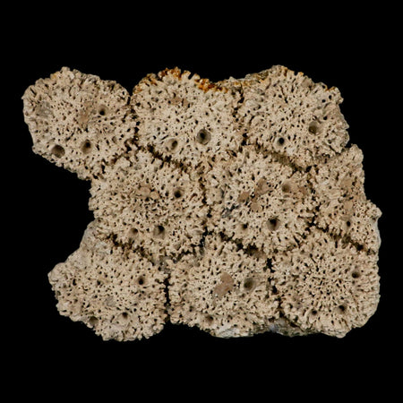 5.2" Glyptodon Fossil Osteoderm Scute Plates Bony Armor Pleistocene Uruguay COA