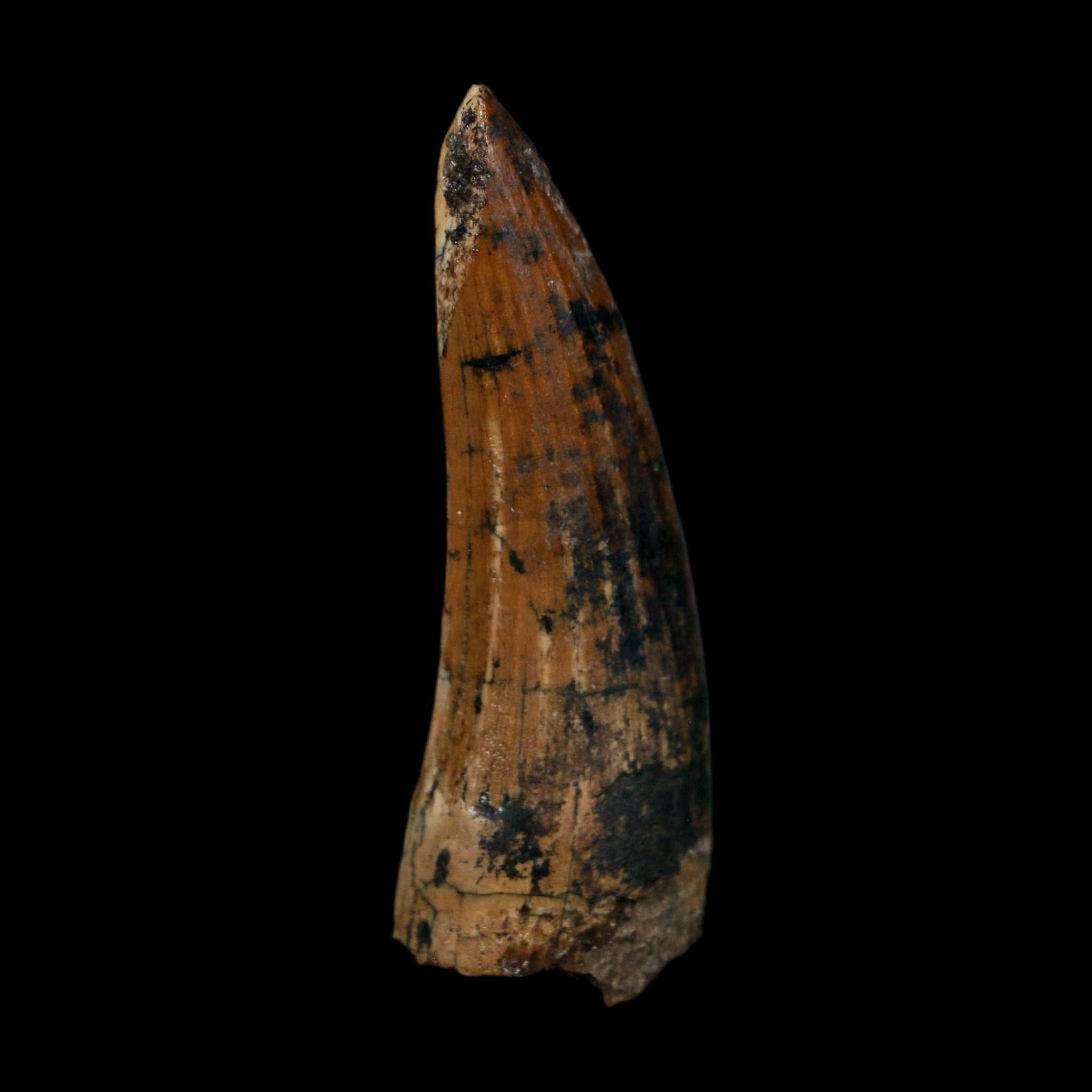 1.7" Suchomimus Fossil Tooth Cretaceous Spinosaurid Dinosaur Elraz FM Niger COA
