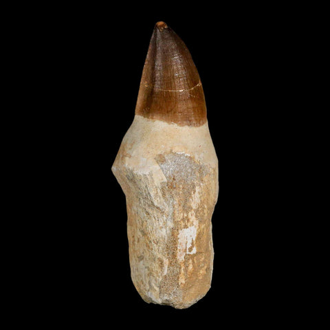 XL 4.4" Mosasaur Prognathodon Fossil Tooth Rooted Cretaceous Dinosaur Era COA - Fossil Age Minerals