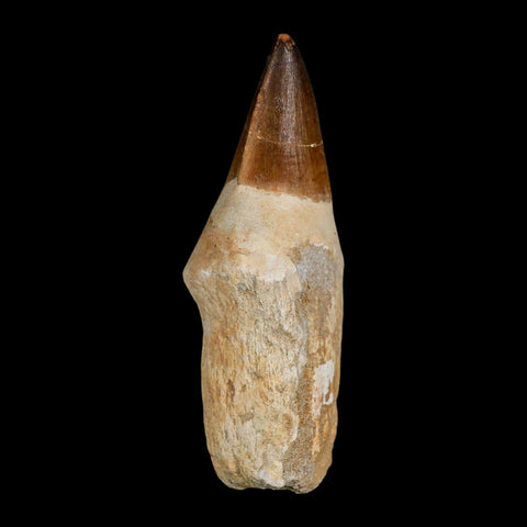 XL 4.4" Mosasaur Prognathodon Fossil Tooth Rooted Cretaceous Dinosaur Era COA - Fossil Age Minerals