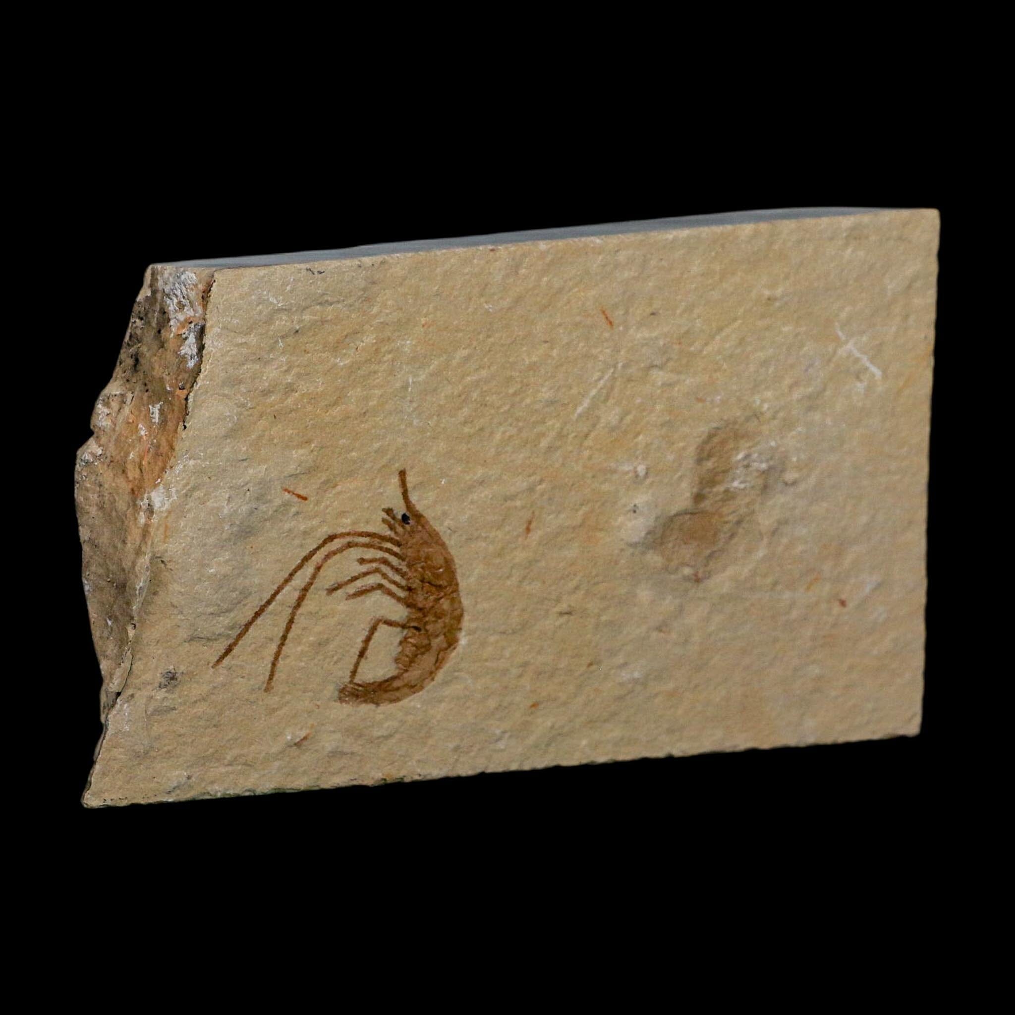 1" Fossil Shrimp Carpopenaeus Cretaceous Age 100 Mil Yrs Old Lebanon COA - Fossil Age Minerals