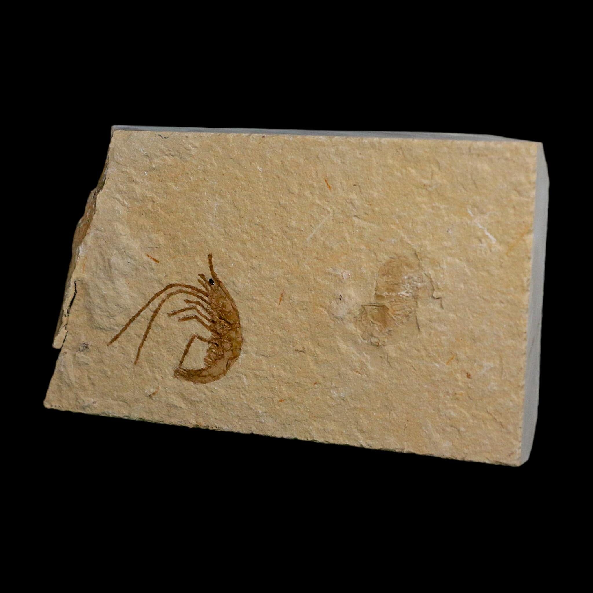1" Fossil Shrimp Carpopenaeus Cretaceous Age 100 Mil Yrs Old Lebanon COA - Fossil Age Minerals
