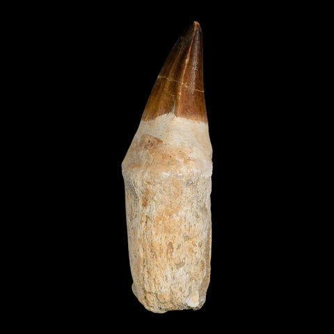 XL 4.4" Mosasaur Prognathodon Fossil Tooth Rooted Cretaceous Dinosaur Era COA - Fossil Age Minerals