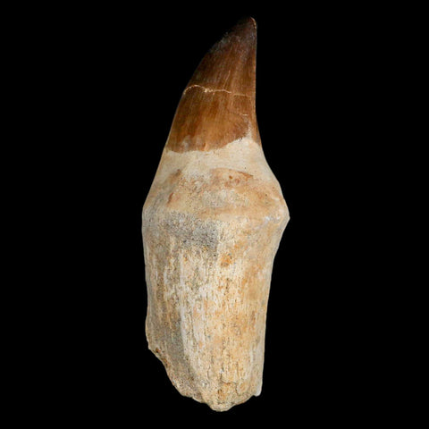 XL 4.4" Mosasaur Prognathodon Fossil Tooth Rooted Cretaceous Dinosaur Era COA - Fossil Age Minerals