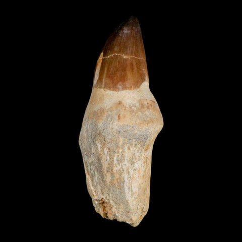 XL 4.4" Mosasaur Prognathodon Fossil Tooth Rooted Cretaceous Dinosaur Era COA - Fossil Age Minerals