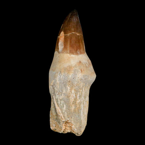 XL 4.4" Mosasaur Prognathodon Fossil Tooth Rooted Cretaceous Dinosaur Era COA - Fossil Age Minerals