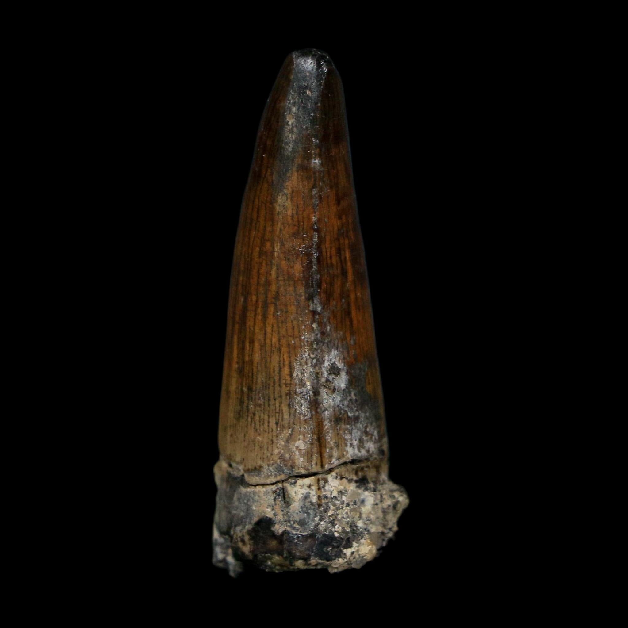 1.7" Suchomimus Fossil Tooth Cretaceous Spinosaurid Dinosaur Elraz FM Niger COA