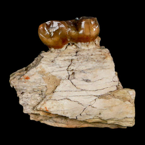 0.9" Mesohippus Fossil Jaw Tooth Three Toed Horse Oligocene Age SD Badlands COA - Fossil Age Minerals