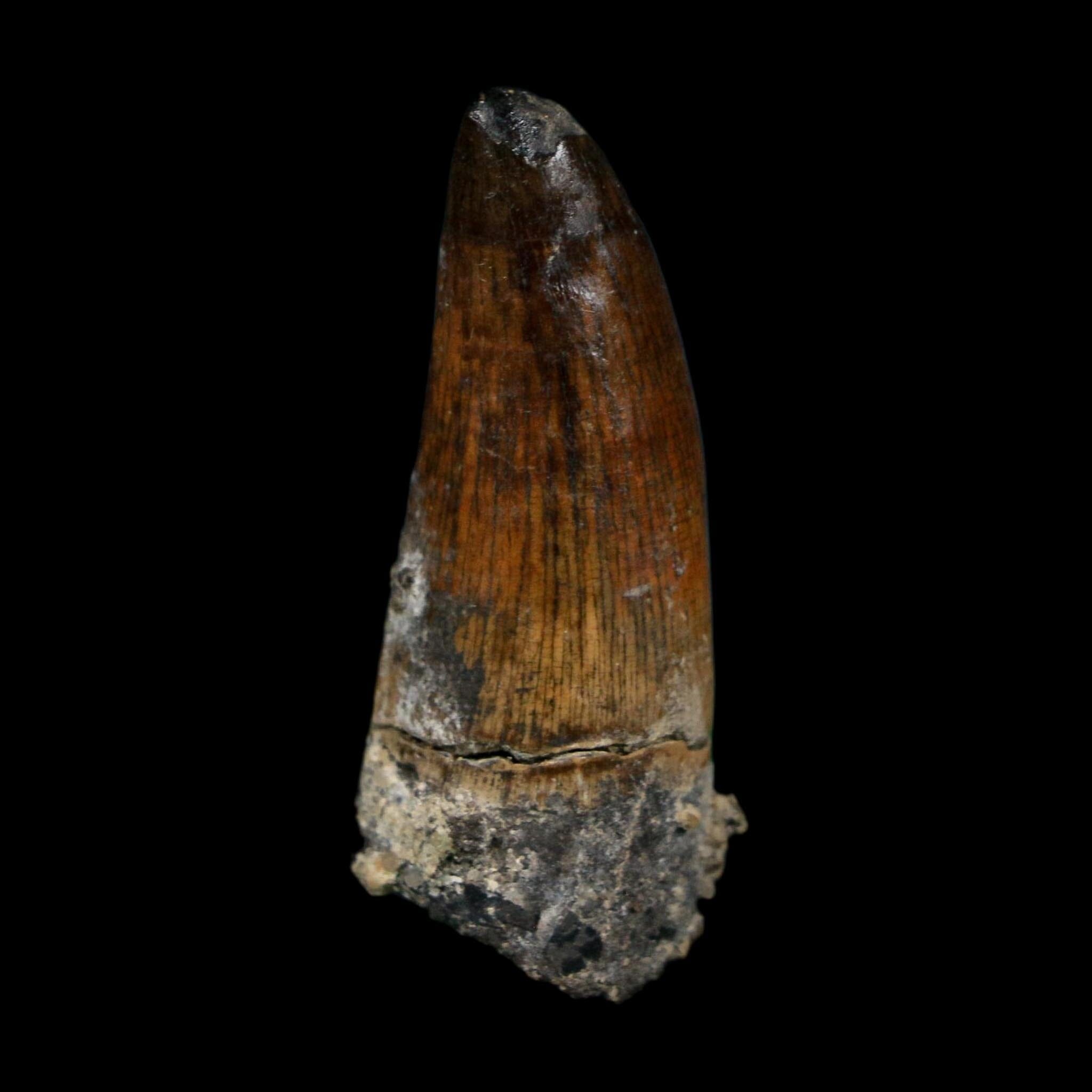 1.7" Suchomimus Fossil Tooth Cretaceous Spinosaurid Dinosaur Elraz FM Niger COA