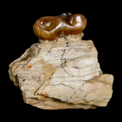 0.9" Mesohippus Fossil Jaw Tooth Three Toed Horse Oligocene Age SD Badlands COA - Fossil Age Minerals