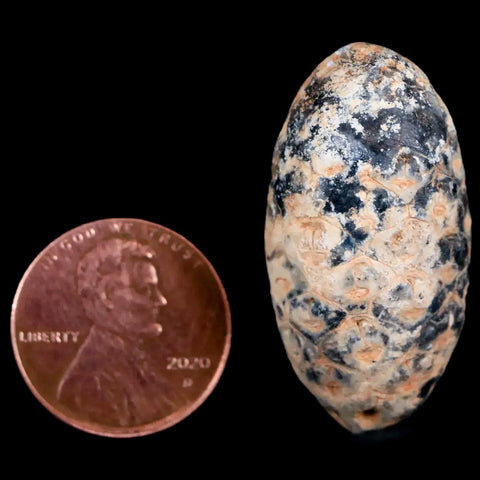 1.4 Fossil Pine Cone Equicalastrobus Replaced By Agate Eocene Age Seeds Fruit - Fossil Age Minerals