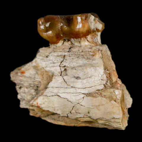 0.9" Mesohippus Fossil Jaw Tooth Three Toed Horse Oligocene Age SD Badlands COA - Fossil Age Minerals