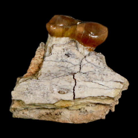 0.9" Mesohippus Fossil Jaw Tooth Three Toed Horse Oligocene Age SD Badlands COA - Fossil Age Minerals