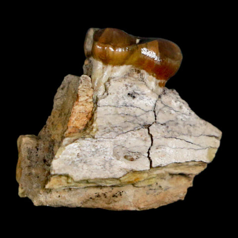 0.9" Mesohippus Fossil Jaw Tooth Three Toed Horse Oligocene Age SD Badlands COA - Fossil Age Minerals