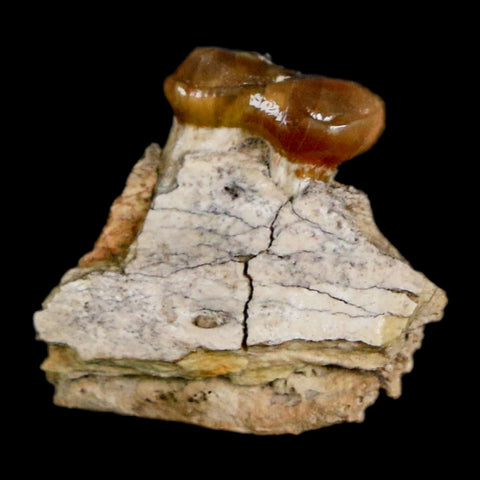 0.9" Mesohippus Fossil Jaw Tooth Three Toed Horse Oligocene Age SD Badlands COA - Fossil Age Minerals