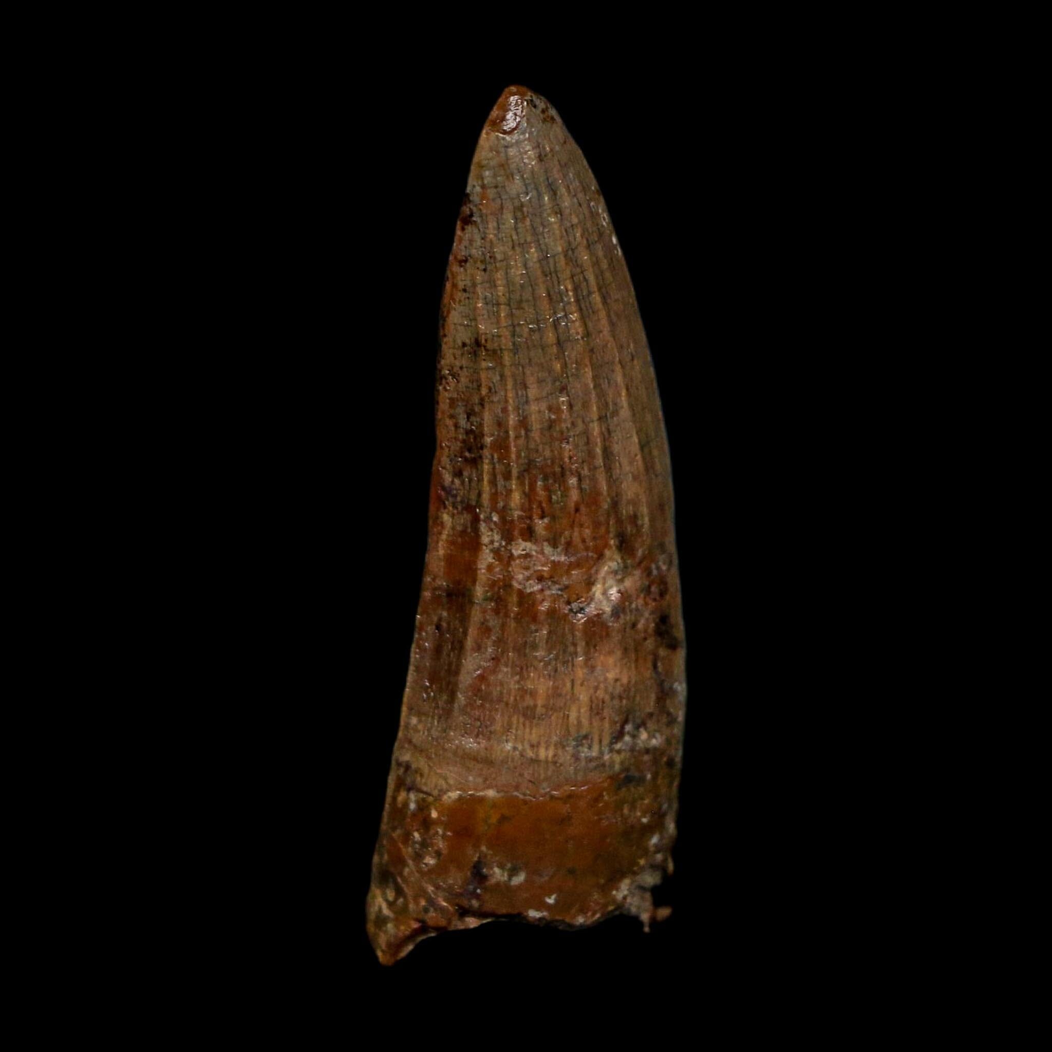 1.4" Suchomimus Fossil Tooth Cretaceous Spinosaurid Dinosaur Elraz FM Niger COA