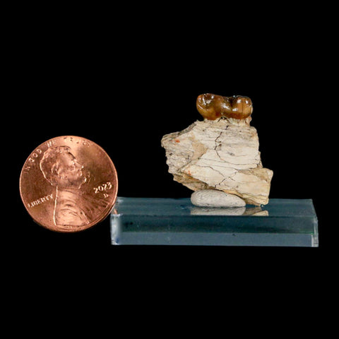 0.9" Mesohippus Fossil Jaw Tooth Three Toed Horse Oligocene Age SD Badlands COA - Fossil Age Minerals