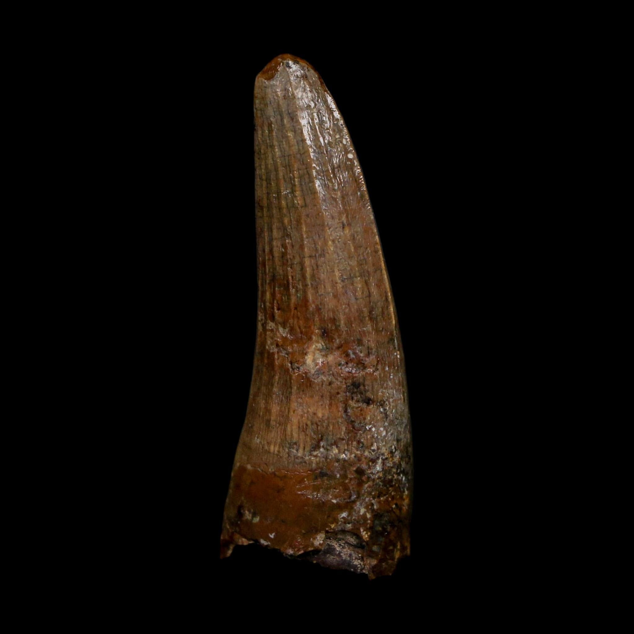 1.4" Suchomimus Fossil Tooth Cretaceous Spinosaurid Dinosaur Elraz FM Niger COA