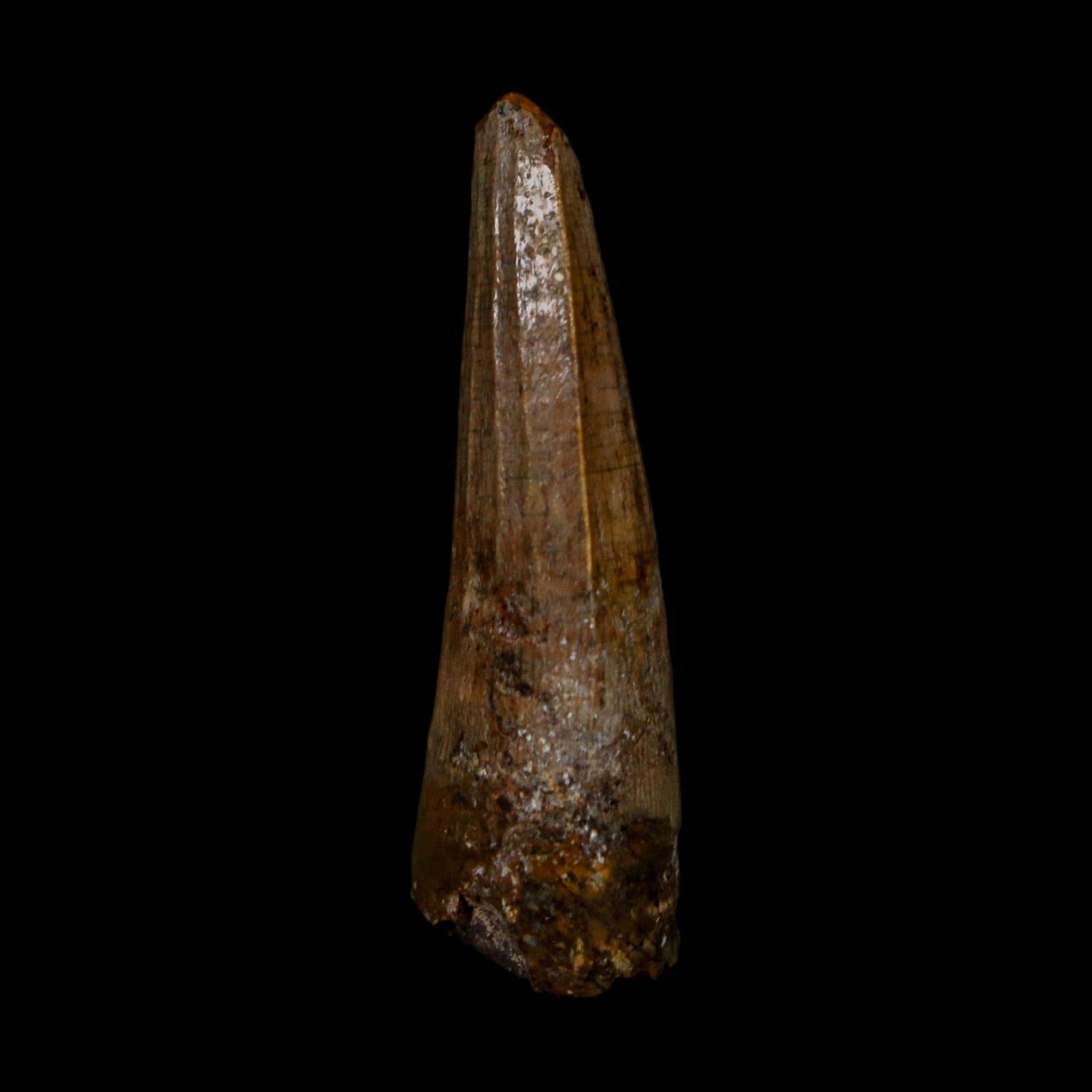 1.4" Suchomimus Fossil Tooth Cretaceous Spinosaurid Dinosaur Elraz FM Niger COA