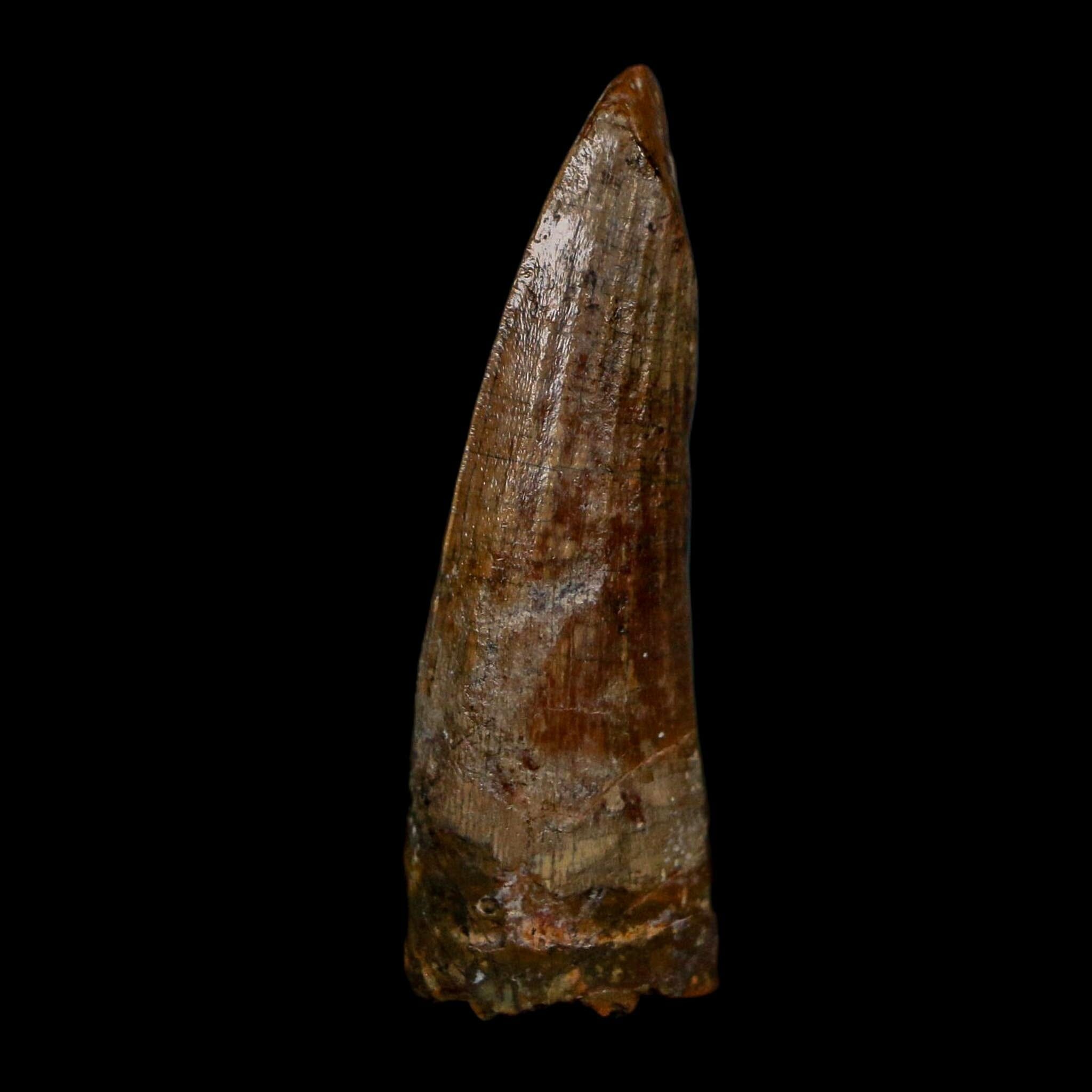 1.4" Suchomimus Fossil Tooth Cretaceous Spinosaurid Dinosaur Elraz FM Niger COA