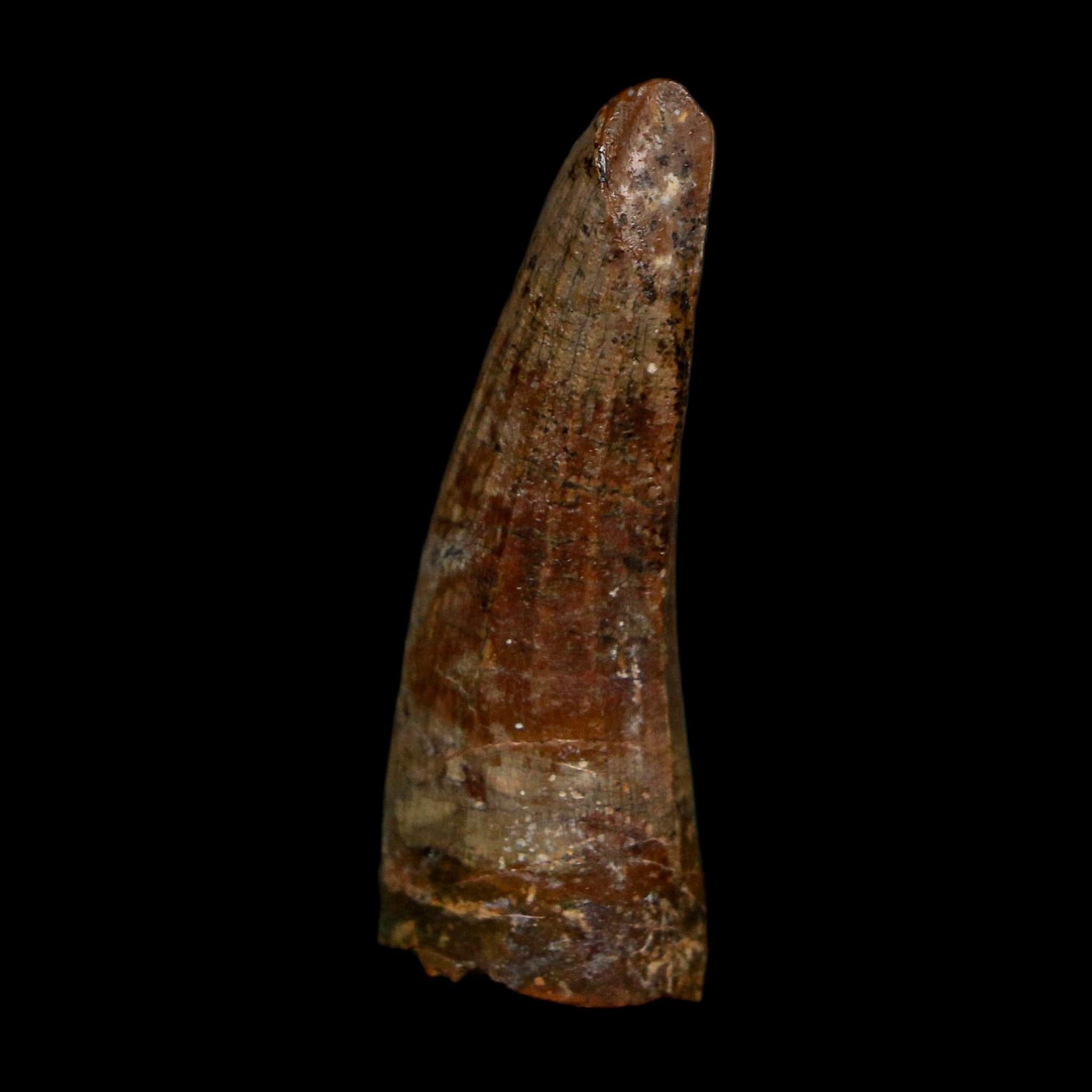 1.4" Suchomimus Fossil Tooth Cretaceous Spinosaurid Dinosaur Elraz FM Niger COA