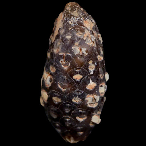 1.6 Fossil Pine Cone Equicalastrobus Replaced By Agate Eocene Age Seeds Fruit - Fossil Age Minerals