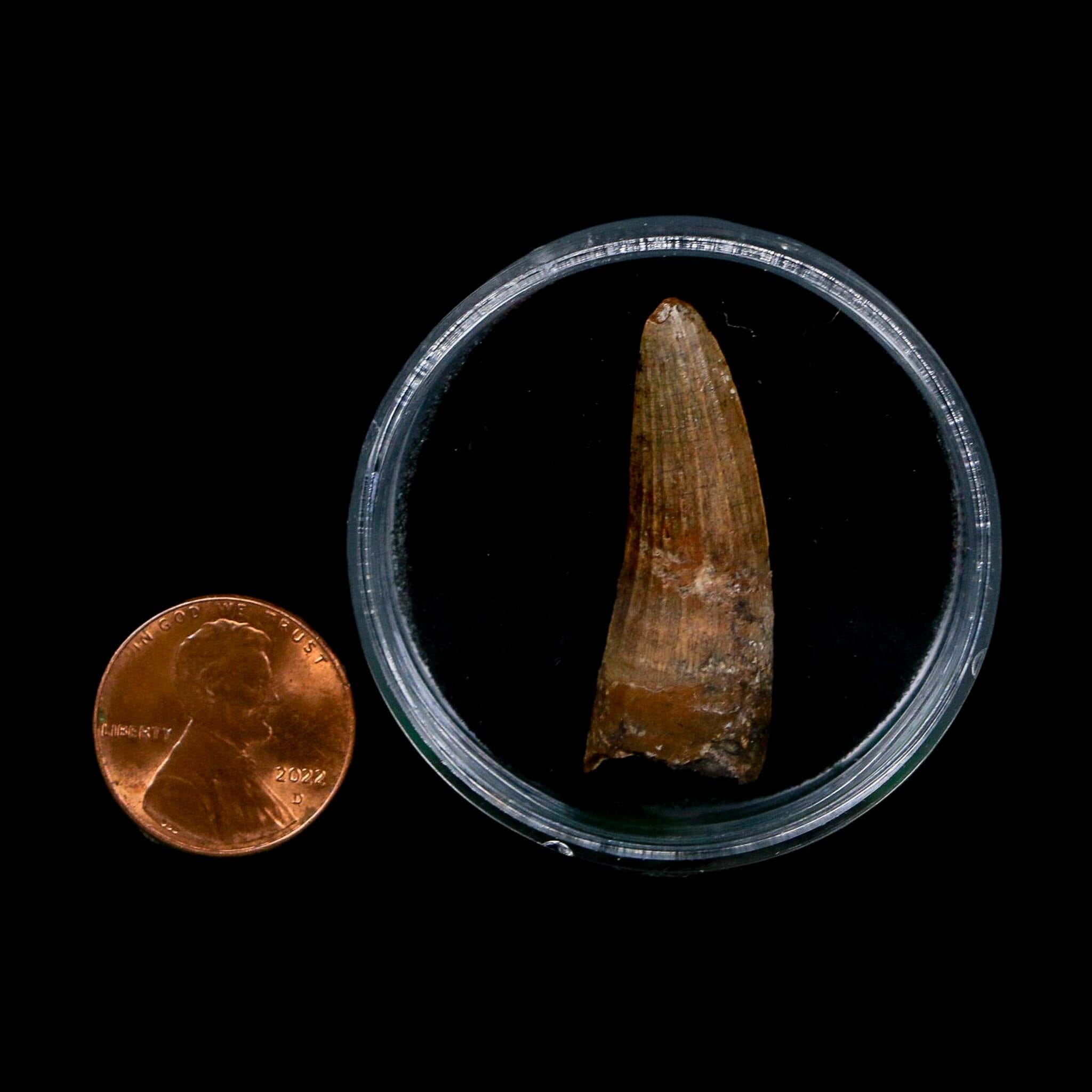 1.4" Suchomimus Fossil Tooth Cretaceous Spinosaurid Dinosaur Elraz FM Niger COA