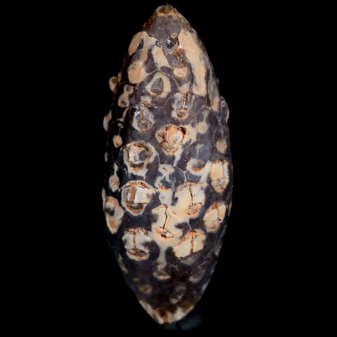 1.6 Fossil Pine Cone Equicalastrobus Replaced By Agate Eocene Age Seeds Fruit - Fossil Age Minerals