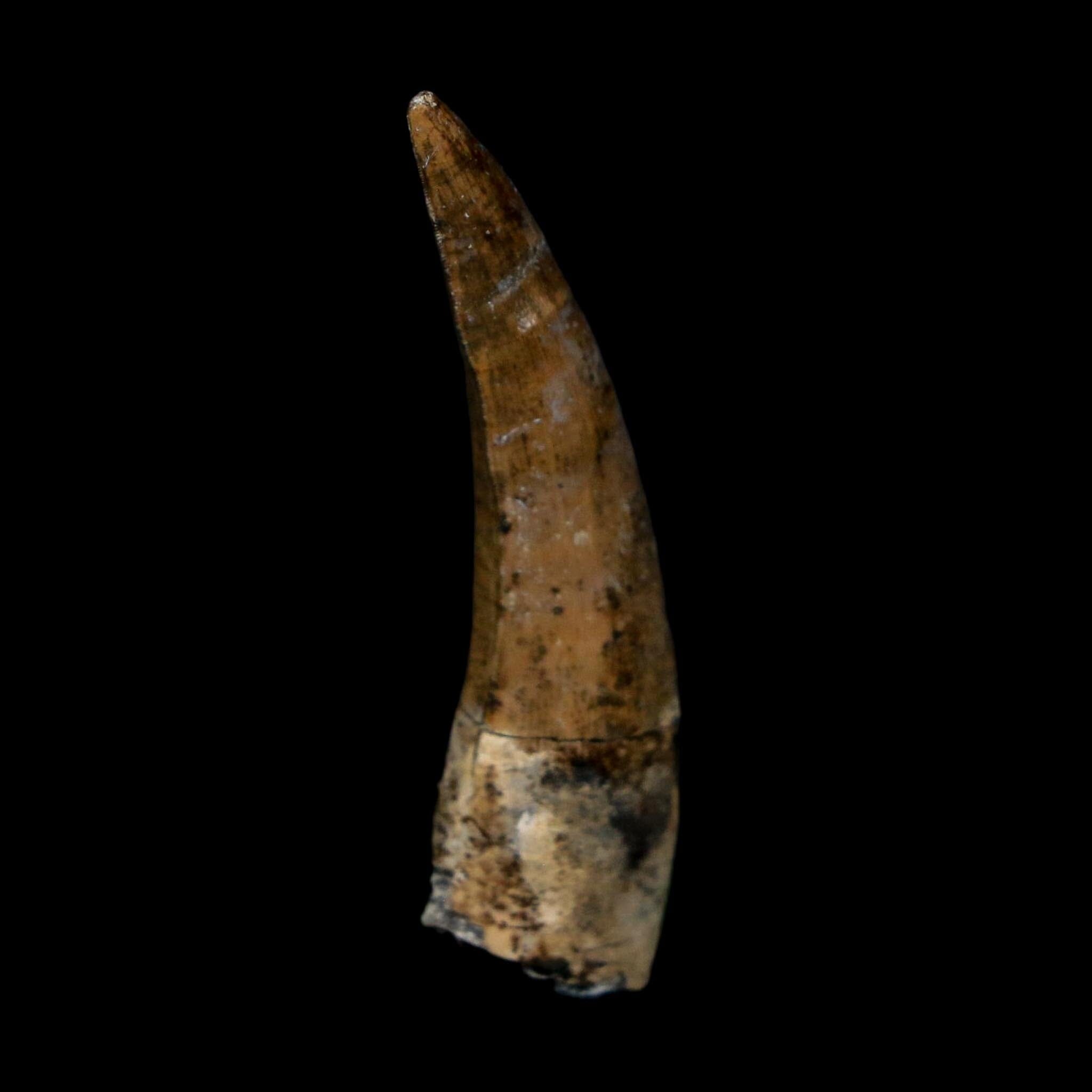 1.8" Suchomimus Fossil Tooth Cretaceous Spinosaurid Dinosaur Elraz FM Niger COA