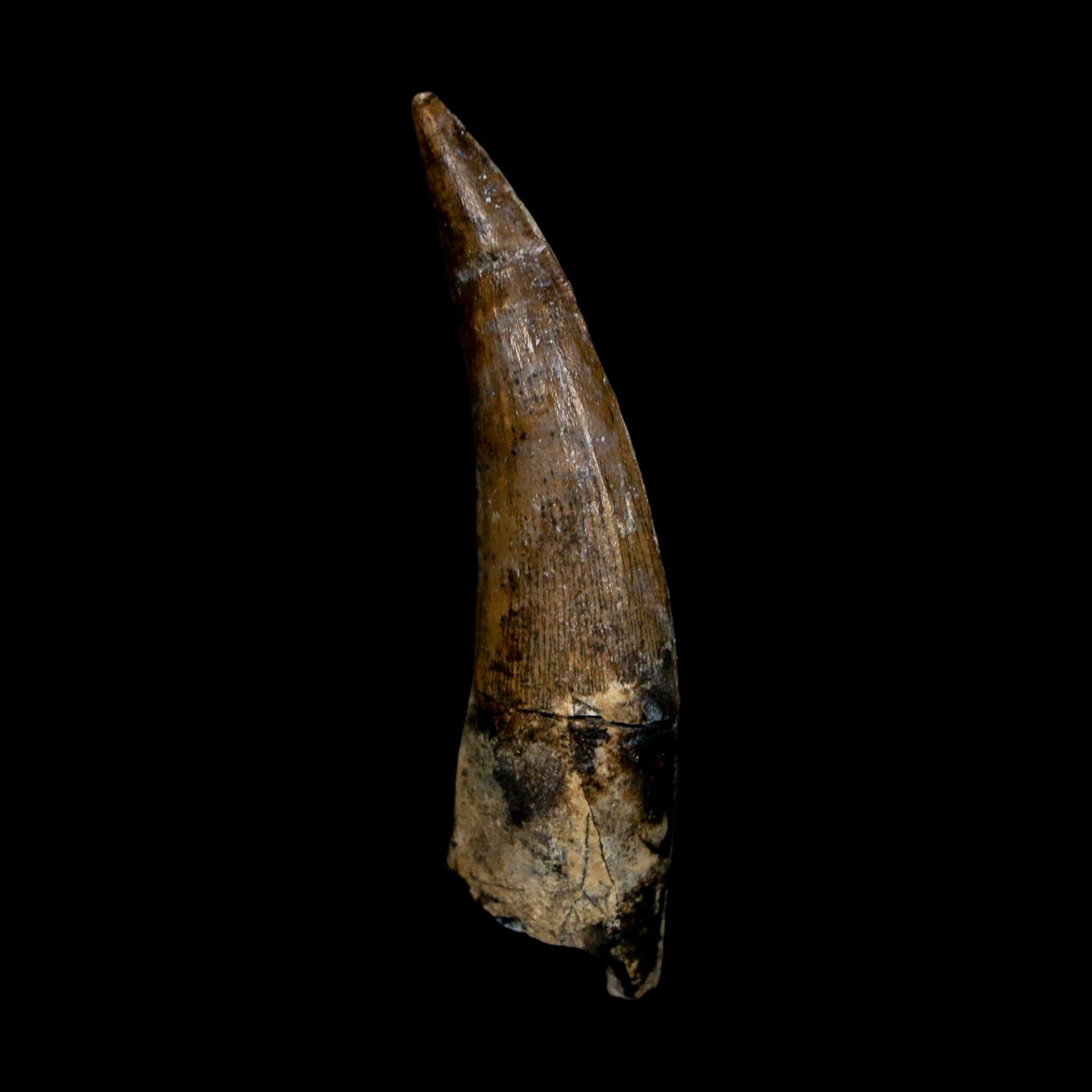 1.8" Suchomimus Fossil Tooth Cretaceous Spinosaurid Dinosaur Elraz FM Niger COA