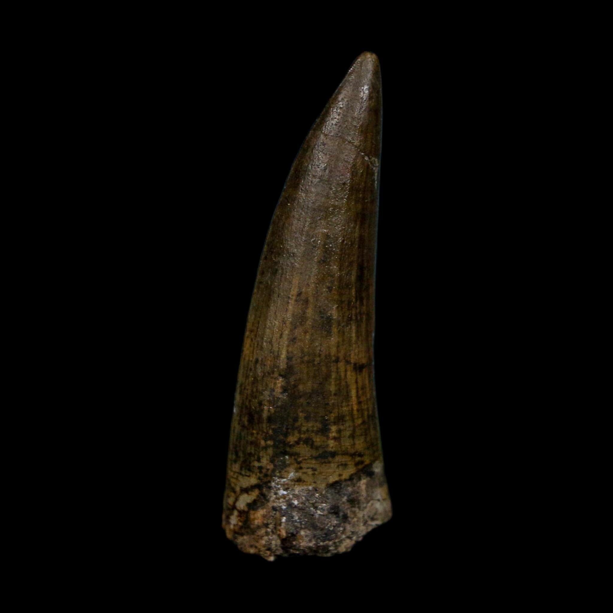 1.5" Suchomimus Fossil Tooth Cretaceous Spinosaurid Dinosaur Elraz FM Niger COA