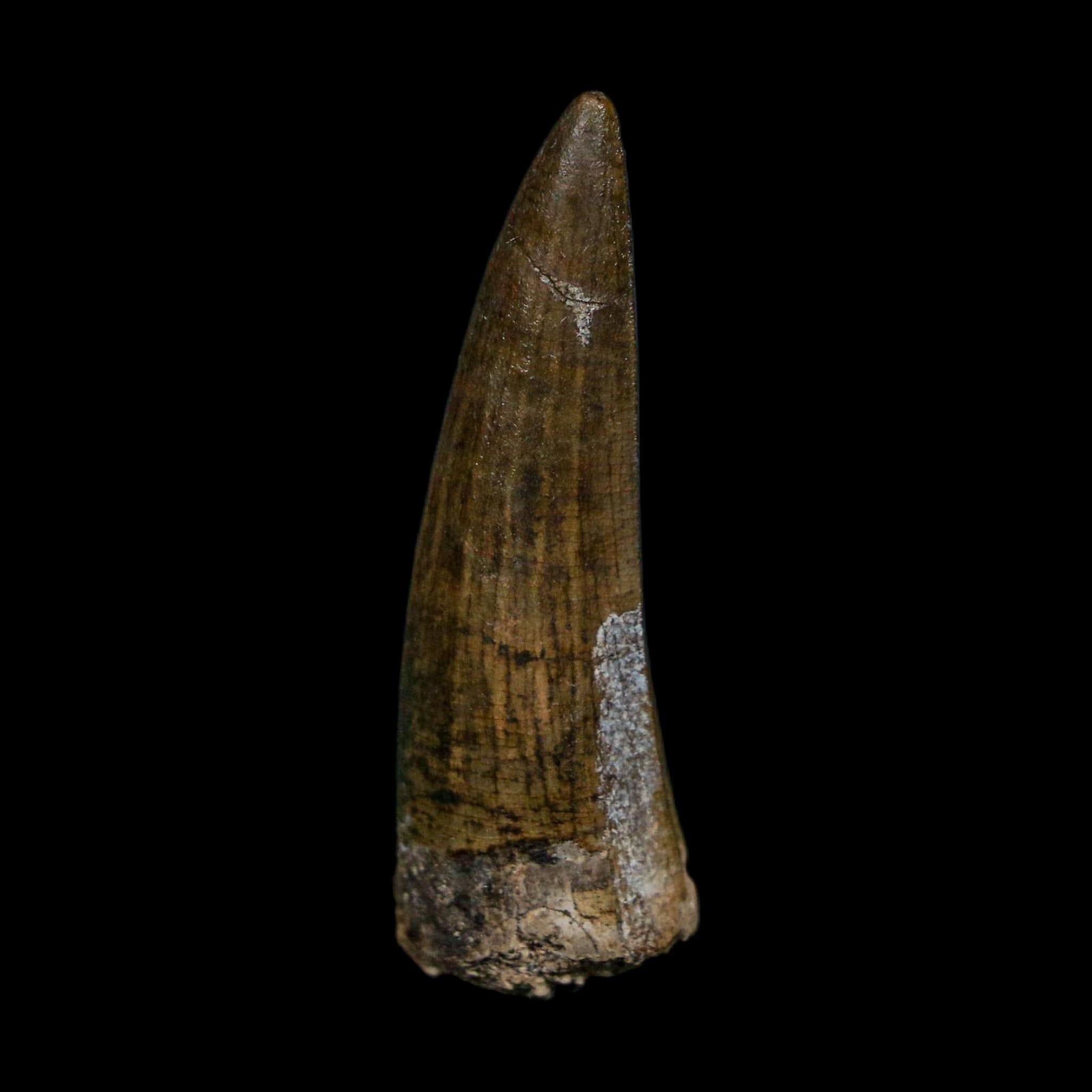 1.5" Suchomimus Fossil Tooth Cretaceous Spinosaurid Dinosaur Elraz FM Niger COA