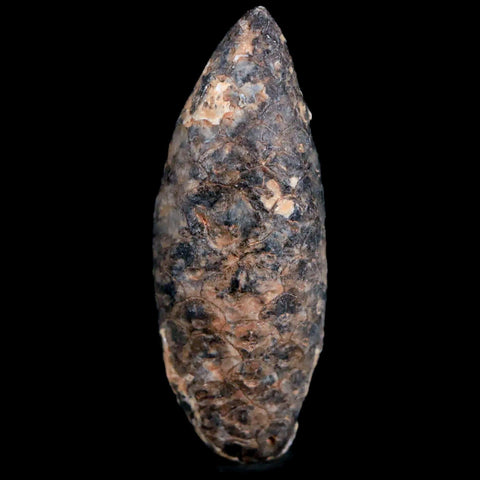 1.7 Fossil Pine Cone Equicalastrobus Replaced By Agate Eocene Age Seeds Fruit - Fossil Age Minerals